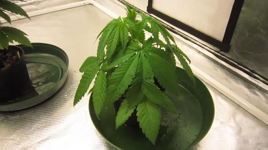 💪🔥⚡ Hulk OG - by IZI