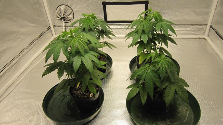 💪🔥⚡ Hulk OG - by IZI. Week 4 - Hulk Genetics - 1 Plant - Bottom right.