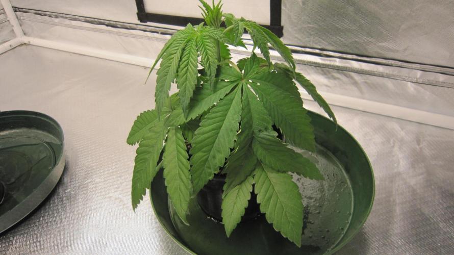 💪🔥⚡ Hulk OG - by IZI. Week 4 - Needed some water this morning