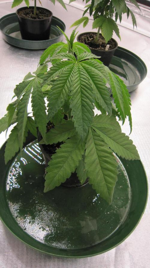 💪🔥⚡ Hulk OG - by IZI. Week 4 - Looking good.