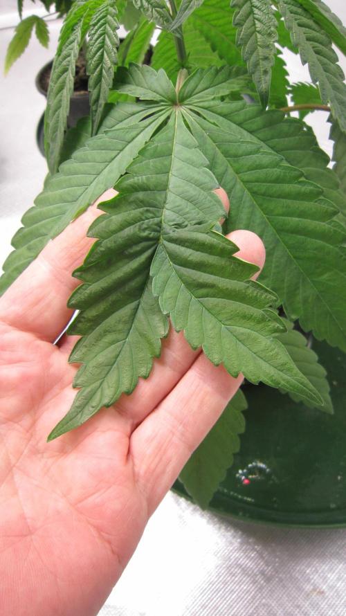 💪🔥⚡ Hulk OG - by IZI. Week 4 - Odd Mutation.