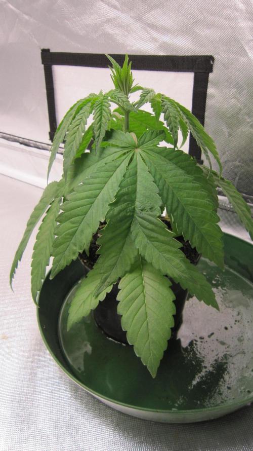 💪🔥⚡ Hulk OG - by IZI. Week 4 - Got a good drink as soon as I noticed it needed it.