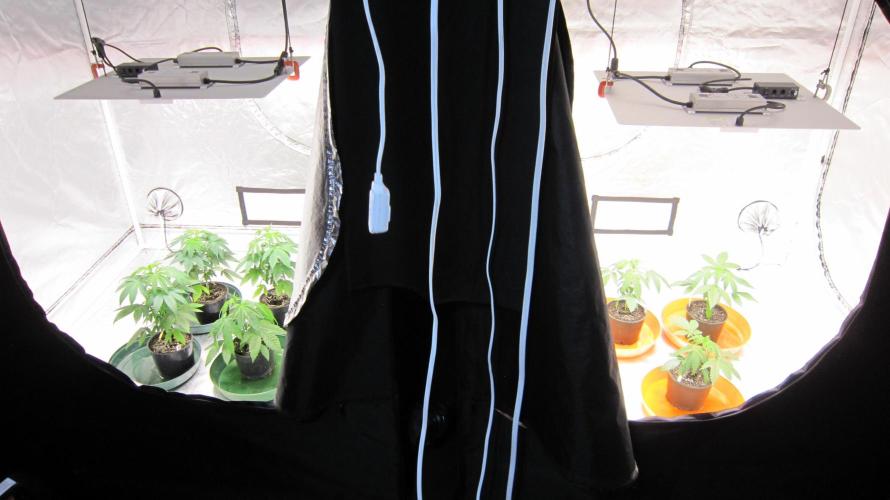 💪🔥⚡ Hulk OG - by IZI. Week 4 - Got my 2nd tent up and going. The Hulk is front left.