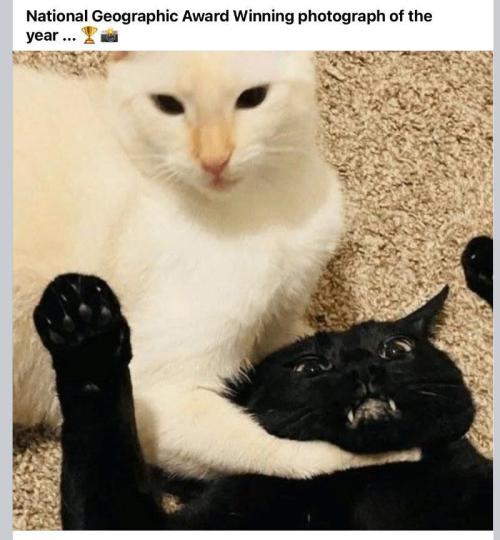 💪🔥⚡ Hulk OG - by IZI. Week 4 - Got cha