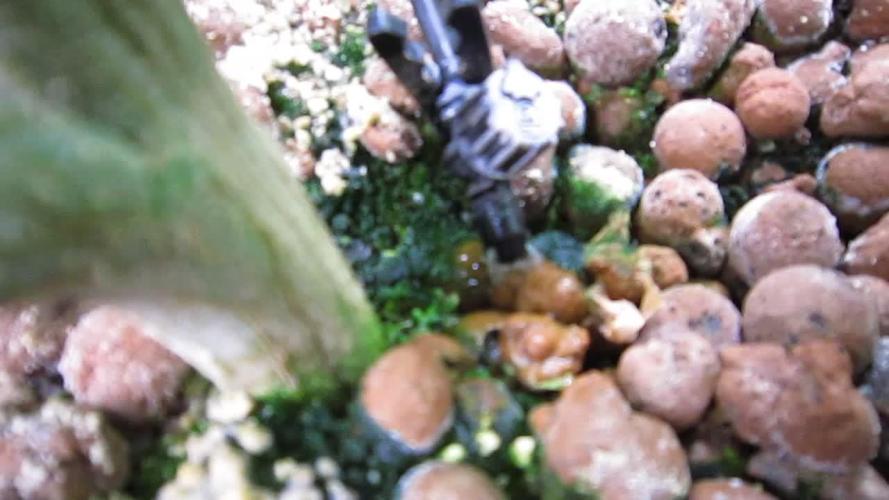 Best Clones... Showing off my...