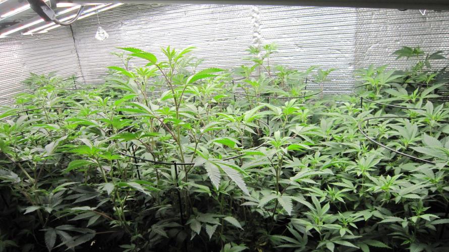 Best Clones... Showing off my.... Week 5 - Group Shot... 