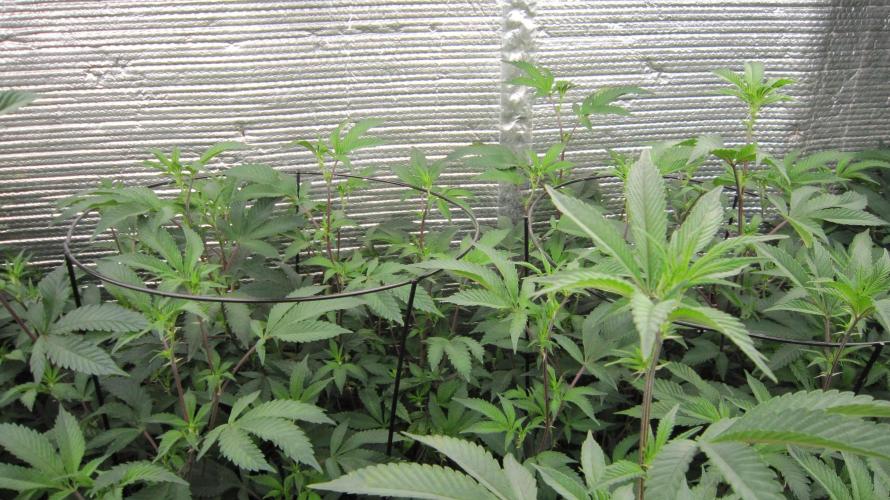 Best Clones... Showing off my.... Week 5 - Dos Si Dos 33 far side.