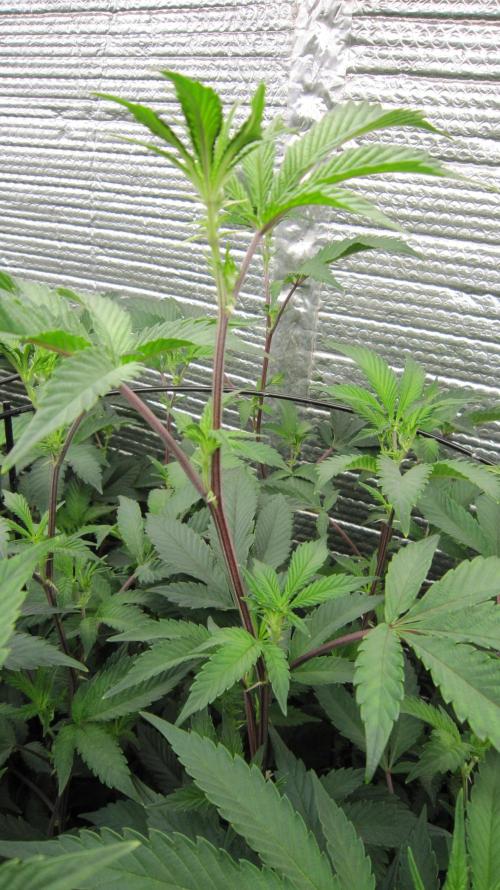 Best Clones... Showing off my.... Week 5 - Dos Si Dos 33 has got some red on it.