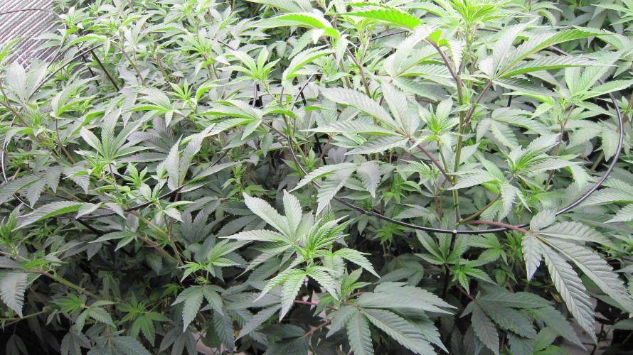 Best Clones... Showing off my.... Week 5 - Pink Kush