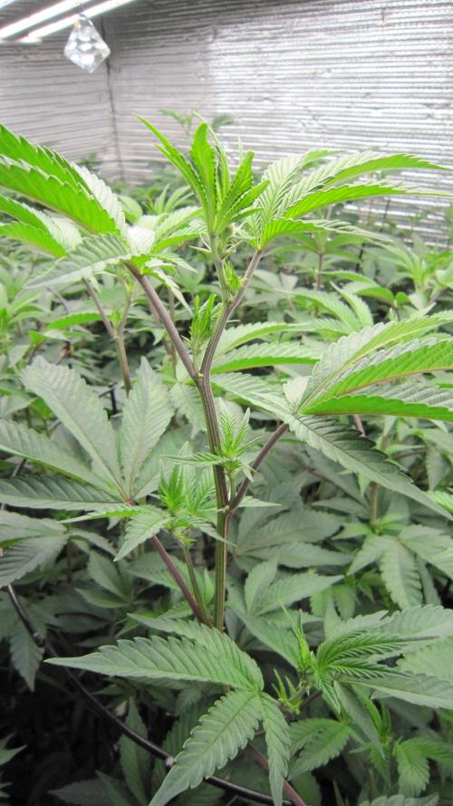 Best Clones... Showing off my.... Week 5 - Pink Kush has some pink on it