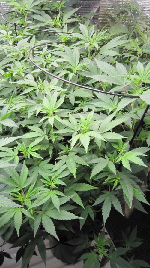 Best Clones... Showing off my.... Week 5 - Blackberry Moonrocks. BbMr