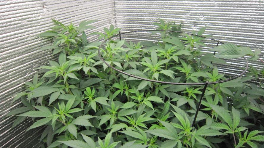 Best Clones... Showing off my.... Week 5 - BbMr