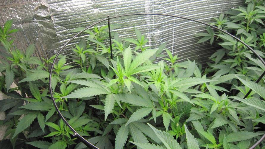 Best Clones... Showing off my.... Week 5 - Critical OG