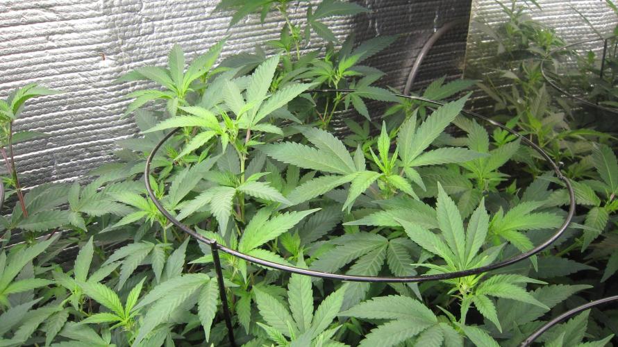 Best Clones... Showing off my.... Week 5 - Critical OG.