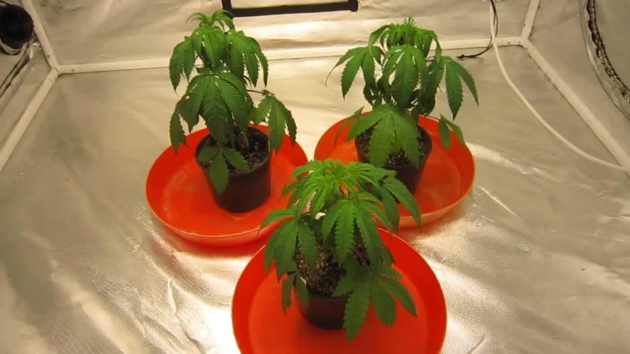 Gelatdos Jabb... My crossing.