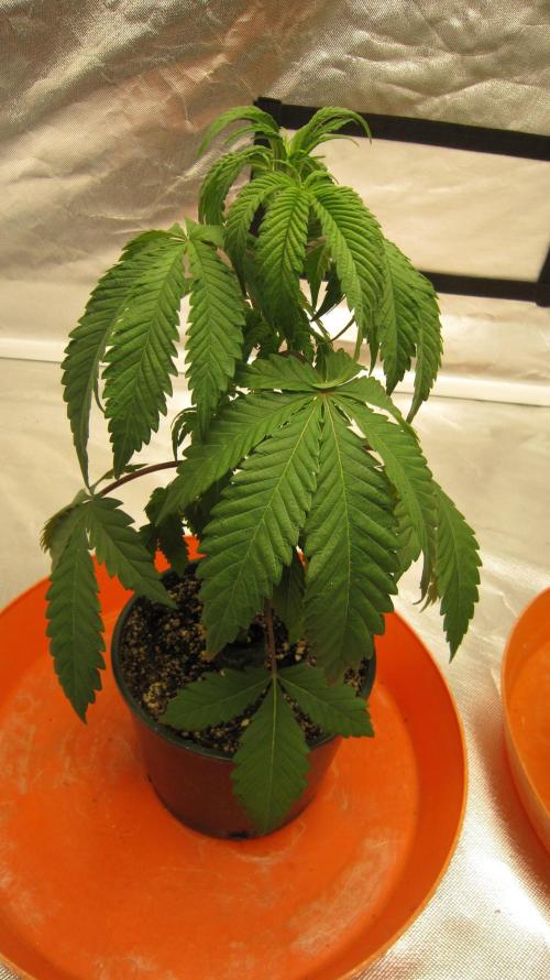 Gelatdos Jabb... My crossing.. Week 4 - Plant #1