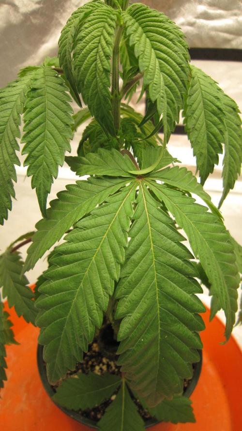 Gelatdos Jabb... My crossing.. Week 4 - Plant #1