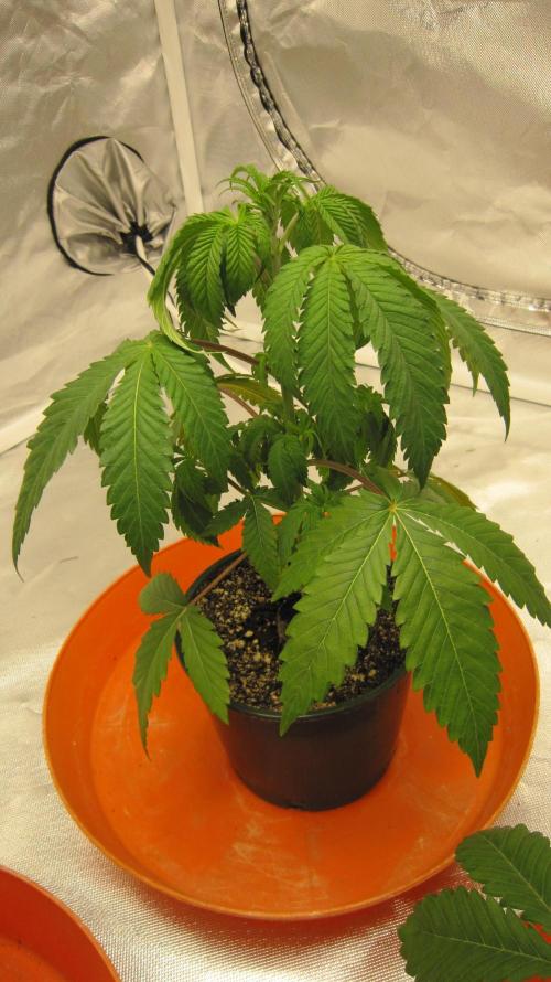 Gelatdos Jabb... My crossing.. Week 4 - Plant #2