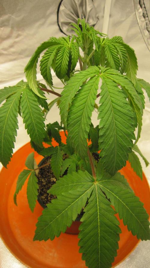 Gelatdos Jabb... My crossing.. Week 4 - Plant #2