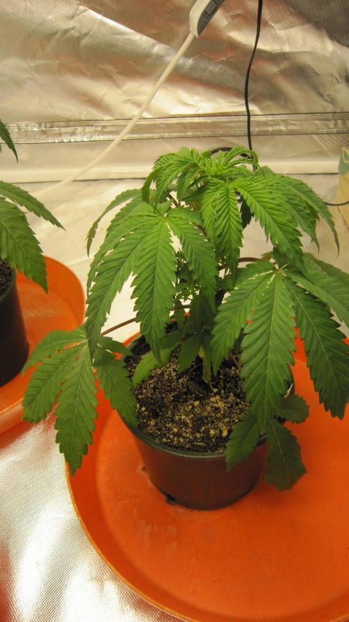 Gelatdos Jabb... My crossing.. Week 4 - Plant #3