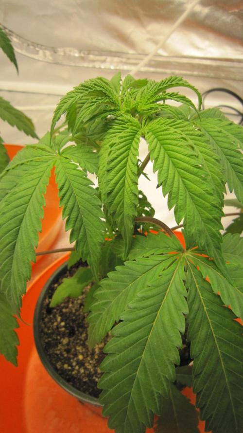 Gelatdos Jabb... My crossing.. Week 4 - Plant #3