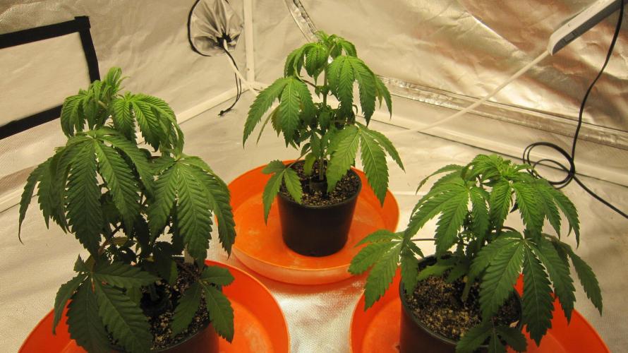 Gelatdos Jabb... My crossing.. Week 4 - Group Shot.