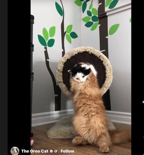 Gelatdos Jabb... My crossing.. Week 4