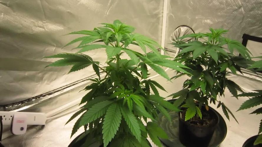 🍋 Lemon 🍊 Mandarin 😎 🤗 🤩