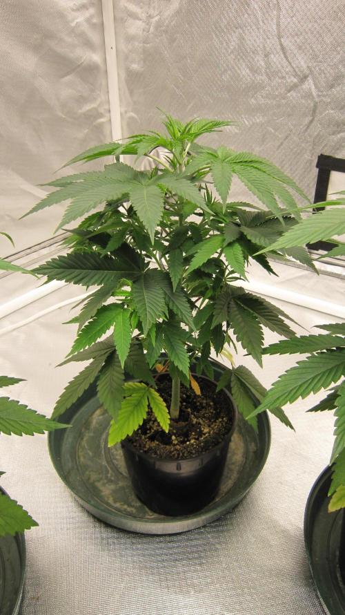 🍋 Lemon 🍊 Mandarin 😎 🤗 🤩. Week 5 - Plant #1