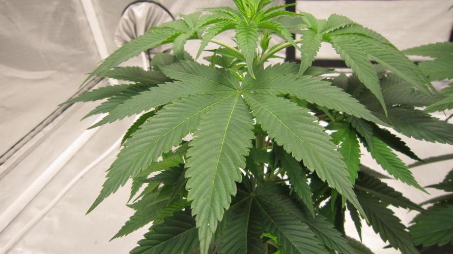 🍋 Lemon 🍊 Mandarin 😎 🤗 🤩. Week 5 - Plant #1