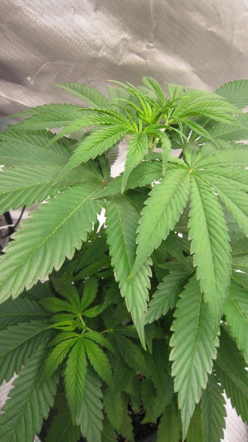 🍋 Lemon 🍊 Mandarin 😎 🤗 🤩. Week 5 - Plant #2