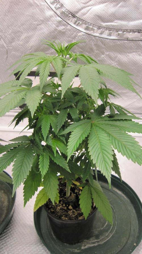 🍋 Lemon 🍊 Mandarin 😎 🤗 🤩. Week 5 - Plant #3