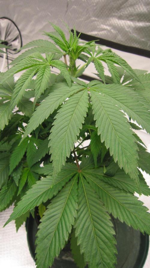 🍋 Lemon 🍊 Mandarin 😎 🤗 🤩. Week 5 - Plant #3