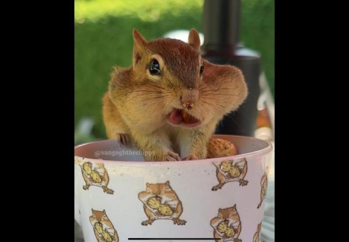 🍋 Lemon 🍊 Mandarin 😎 🤗 🤩. Week 5 - Nice Cup...