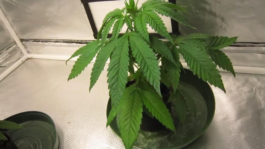 💪🔥⚡ Hulk OG - by IZI