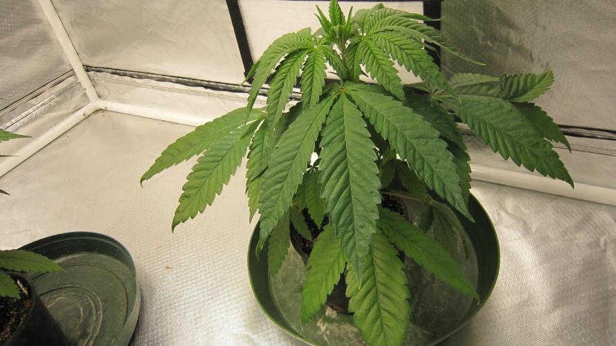 💪🔥⚡ Hulk OG - by IZI. Week 5 - Hulk Genetics.