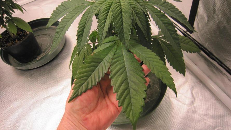 💪🔥⚡ Hulk OG - by IZI. Week 5 - Huge leaves