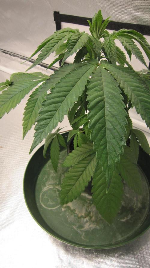 💪🔥⚡ Hulk OG - by IZI. Week 5 - Looks healthy