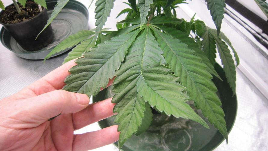 💪🔥⚡ Hulk OG - by IZI. Week 5 - Mutated leaf.