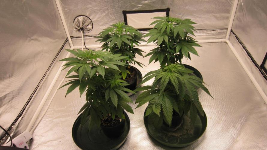 💪🔥⚡ Hulk OG - by IZI. Week 5 - Group Shot. The Hulk is on the left, bottom. The others are Lemon Mandarin.