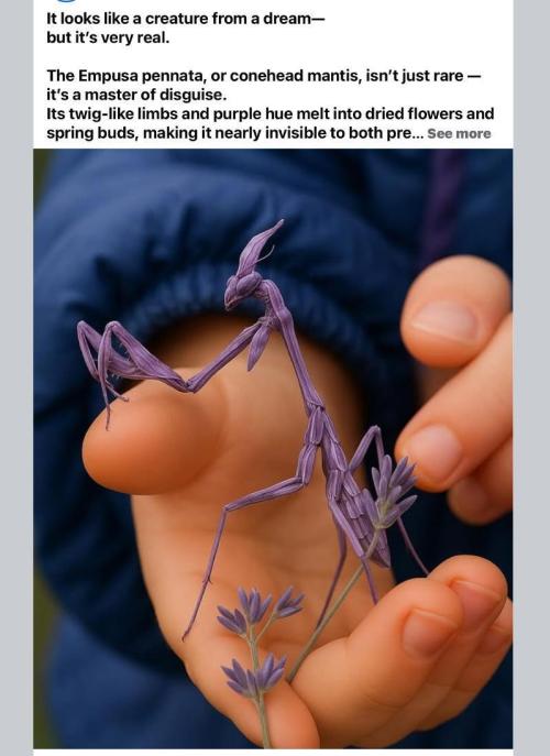 💪🔥⚡ Hulk OG - by IZI. Week 5 - Wonderful...!!!