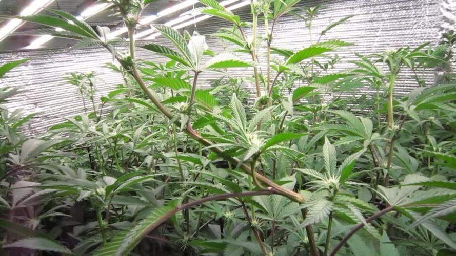 Best Clones... Showing off my...