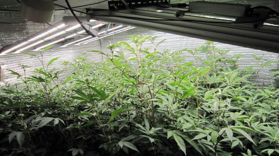 Best Clones... Showing off my.... Week 6 - Just inside the door.