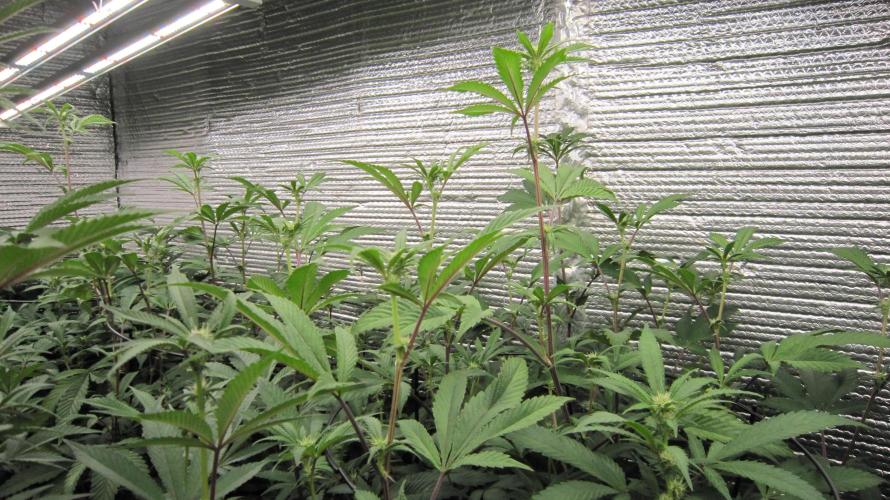 Best Clones... Showing off my.... Week 6 - Dos Si Dos 33