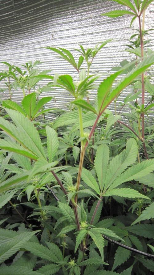 Best Clones... Showing off my.... Week 6 - Dos Si Dos 33