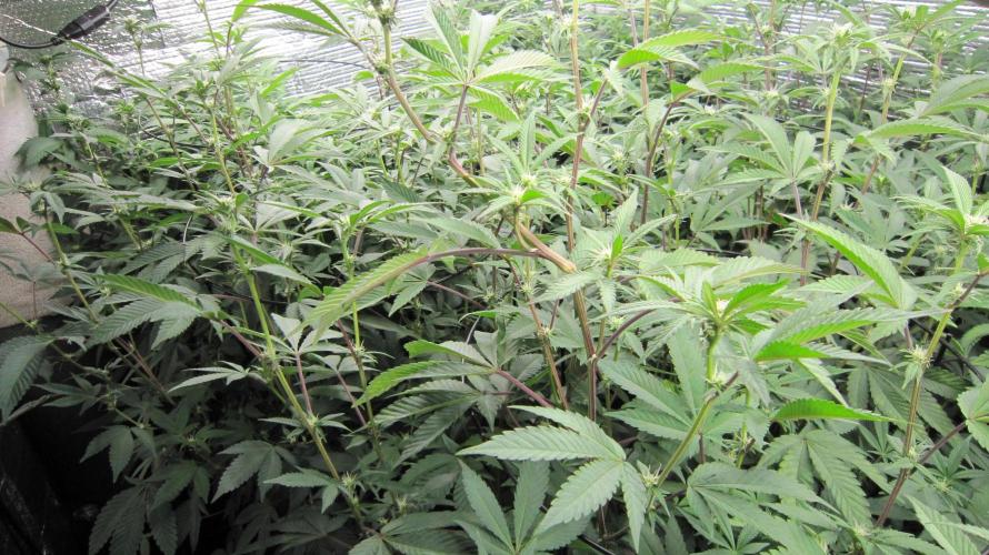 Best Clones... Showing off my.... Week 6 - Pink Kush