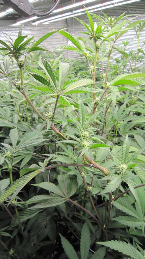 Best Clones... Showing off my.... Week 6 - Pink Kush