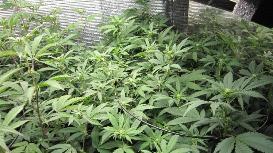 Best Clones... Showing off my.... Week 6 - 1 Blackberry Moonrock - BbMr - and 1 Critical OG