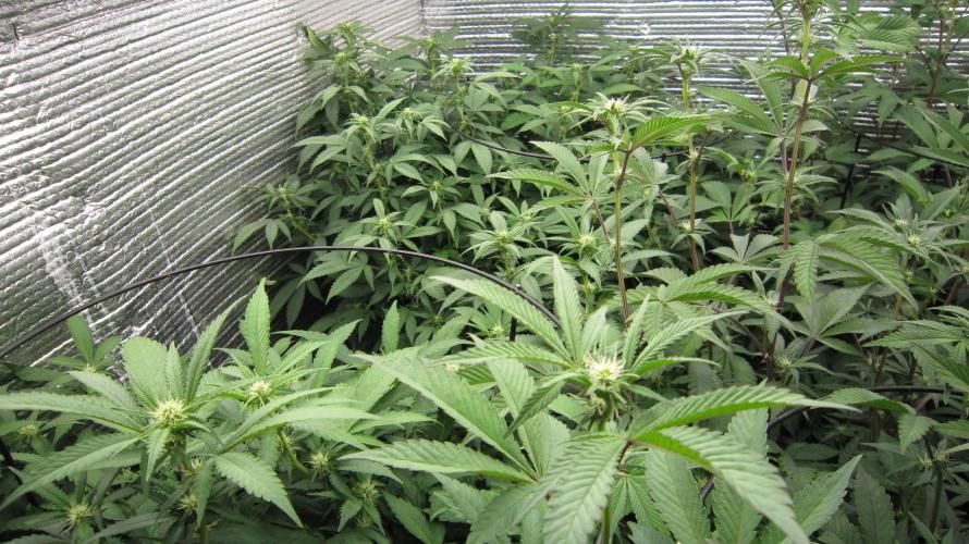 Best Clones... Showing off my.... Week 6 - 1 Critical OG and 1 BbMr