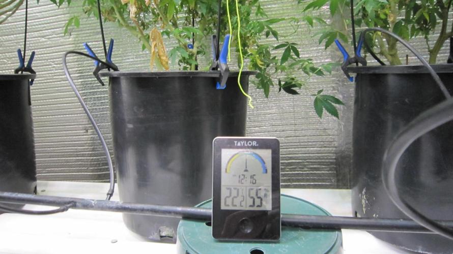 Best Clones... Showing off my.... Week 6 - Good temp and rh